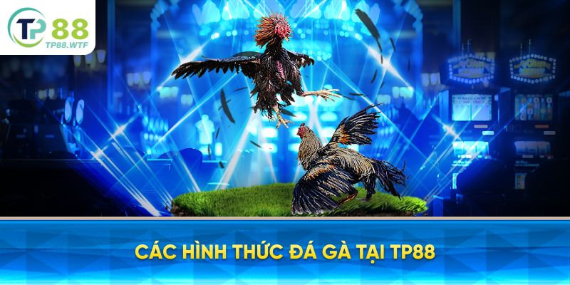 Các Hình Thức Đá Gà Tại TP88